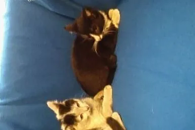 Malenkie 8 tyg.kotki,adopcja!!,  świętokrzyskie Ki