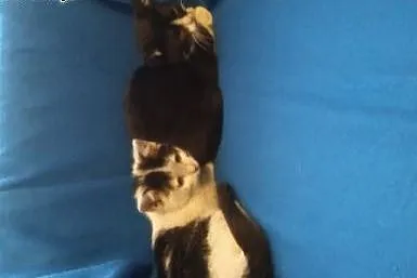 Malenkie 8 tyg.kotki,adopcja!!,  świętokrzyskie Ki