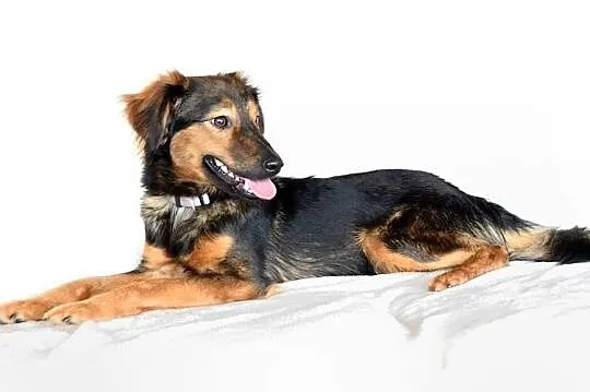 Majami - młody, pełen energi, uroczy pies do adopcji, Mazowieckie, Warszawa