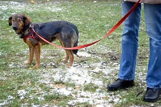 Majami - młody, pełen energi, uroczy pies do adopcji, Mazowieckie, Warszawa