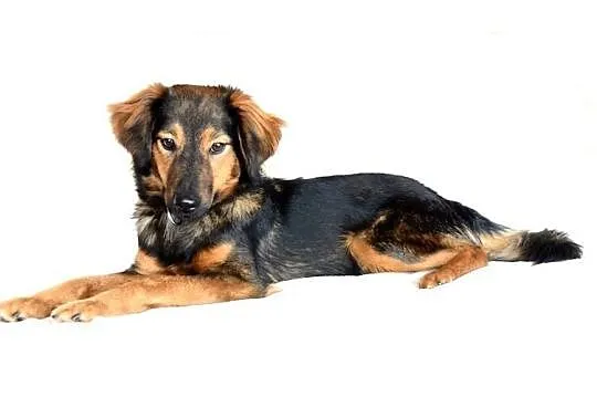 Majami - młody, pełen energi, uroczy pies do adopcji, Mazowieckie, Warszawa