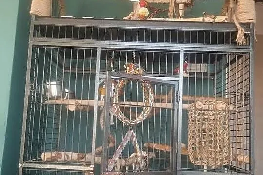 Żako z wojlra calosc, Mazowieckie, Falenty Nowe