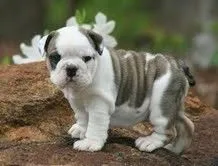 Wspaniały angielski Bulldog szczenięta dostępne do adopcji