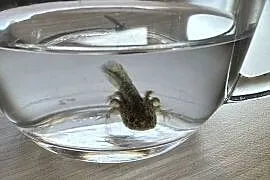 Aksolotl Axolotl Salamandra Meksykańska Płaz Meksykański