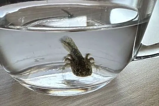Aksolotl Axolotl Salamandra Meksykańska Płaz Meksykański