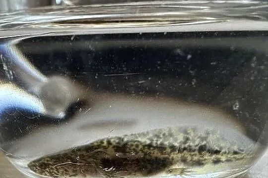 Aksolotl Axolotl Salamandra Meksykańska Płaz Meksykański, Wielkopolskie, Kępno