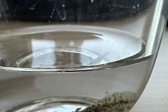 Aksolotl Axolotl Salamandra Meksykańska Płaz Meksykański, Wielkopolskie, Kępno