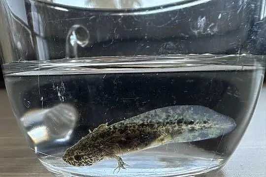 Aksolotl Axolotl Salamandra Meksykańska Płaz Meksykański, Wielkopolskie, Kępno