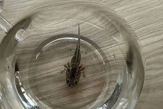 Aksolotl Axolotl Salamandra Meksykańska Płaz Meksykański, Wielkopolskie, Kępno