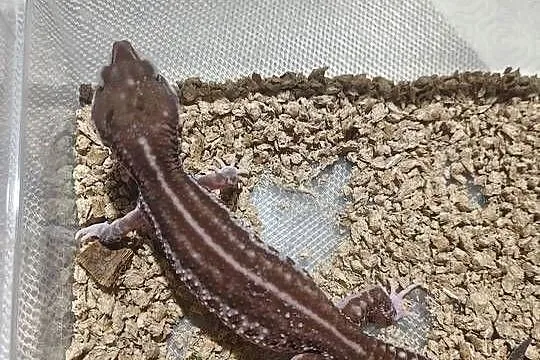 Eublefar lamparci