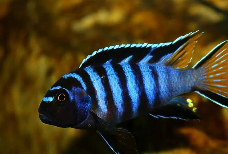 pyszczaki, Pseudotropheus Elongatus Mpanga, Warmińsko-mazurskie, Olsztyn