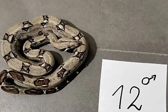 Boa cesarskie samce cb26