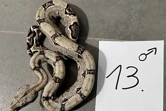 Boa cesarskie samce cb26, Śląskie, Połomia