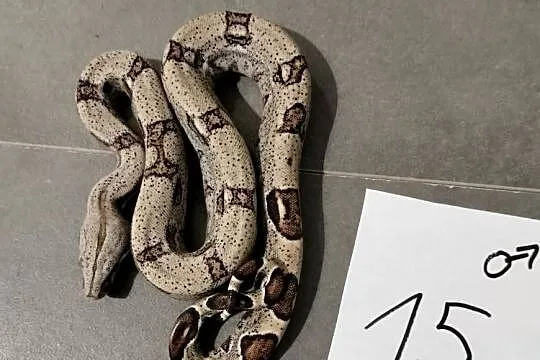 Boa cesarskie samce cb26, Śląskie, Połomia