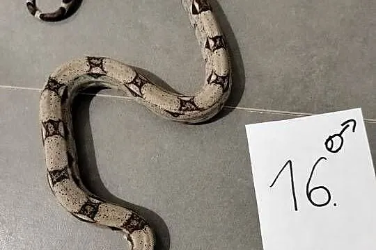 Boa cesarskie samce cb26, Śląskie, Połomia