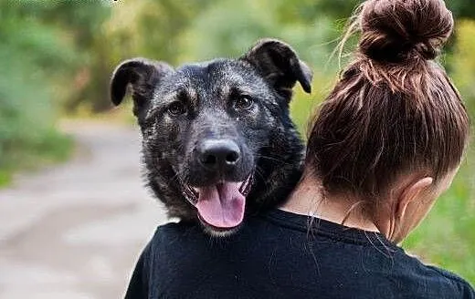 Kochany Dingo szuka dobrego domu, łódzkie Łódź