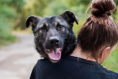kochany Dingo szuka dobrego domu, łódzkie Łódź