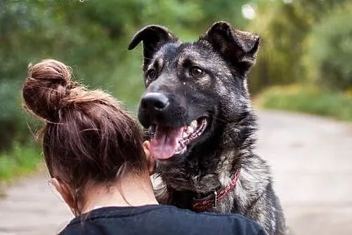 Kochany Dingo szuka dobrego domu,  łódzkie Łódź
