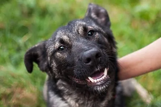 Kochany Dingo szuka dobrego domu,  łódzkie Łódź