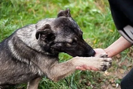 Kochany Dingo szuka dobrego domu,  łódzkie Łódź