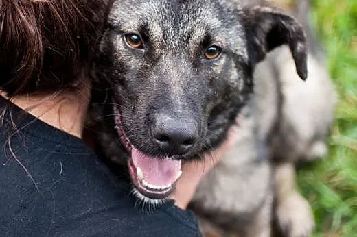 Kochany Dingo szuka dobrego domu,  łódzkie Łódź
