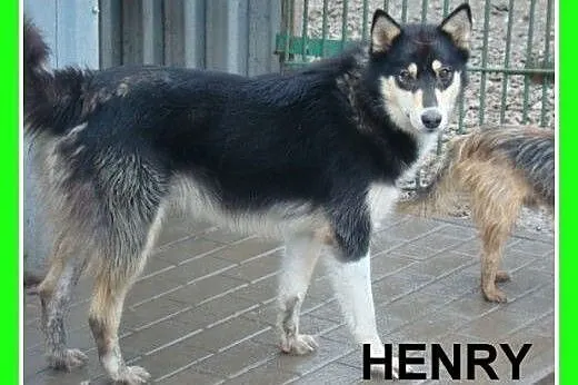 HENRY -2 letni husky,kastrowany,energiczny, duży p