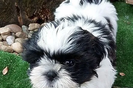 Uroczy szczeniak shih tzu, Wrocław