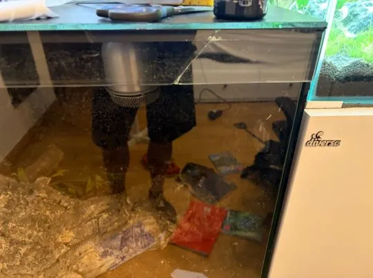 Boa dusiciel Albino (samiec 4 lata + Terrarium 120x60x60) z osprzetem i szafka, Mazowieckie, Warszawa