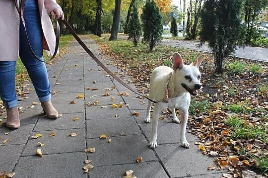STANISŁAW - słodycz co nie tuczy! :), Łódzkie, Łódź