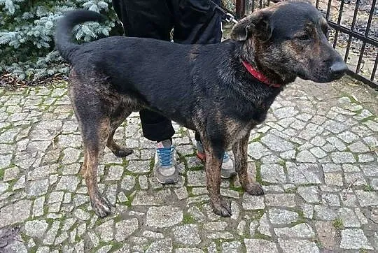 Śliczny, łagodny Maniek, psi podrostek PILNIE szuka domu!