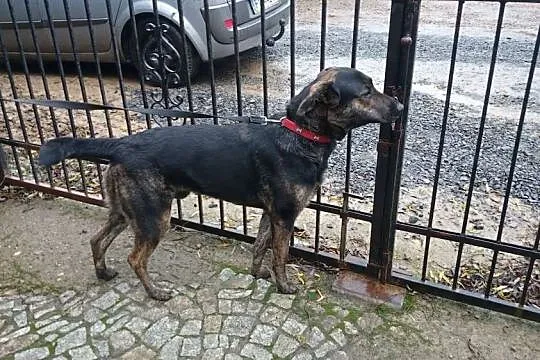 Śliczny, łagodny Maniek, psi podrostek PILNIE szuk