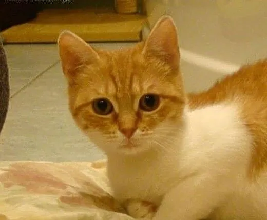 Rea do adopcji , mazowieckie Radzymin