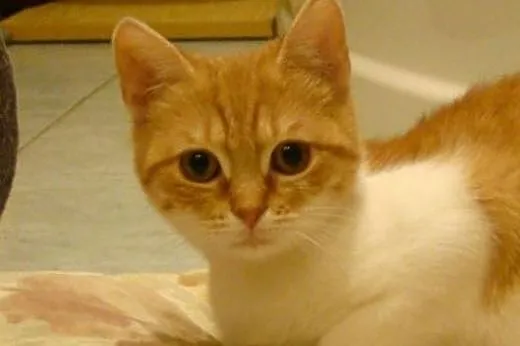 Rea do adopcji ,  mazowieckie Radzymin