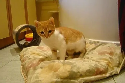 Rea do adopcji ,  mazowieckie Radzymin