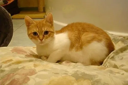 Rea do adopcji ,  mazowieckie Radzymin