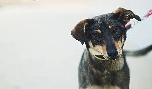 Chappi piekny młodzieniec czeka na dom, śląskie K