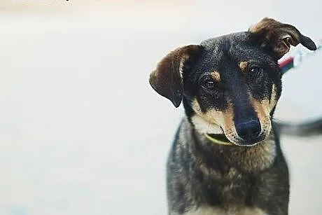 Chappi piekny młodzieniec czeka na dom,  śląskie K