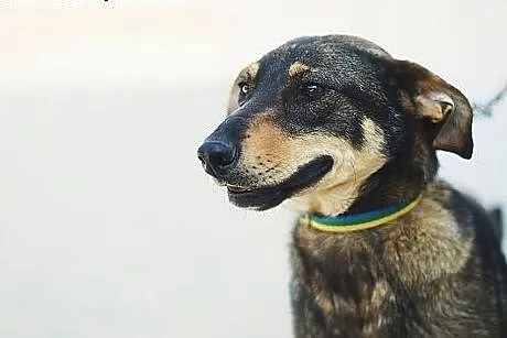 Chappi piekny młodzieniec czeka na dom,  śląskie K