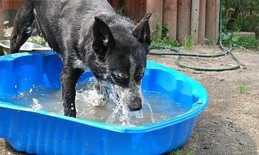 Cudowny pies do adopcji !, mazowieckie Warszawa