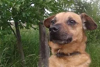 Gomi szuka swojego wyjątkowego domu,  śląskie Kato