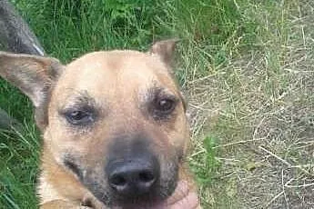 Gomi szuka swojego wyjątkowego domu,  śląskie Kato