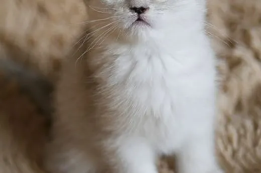 Srebrna kotka brytyjska hodowlano-wystawowa, świet