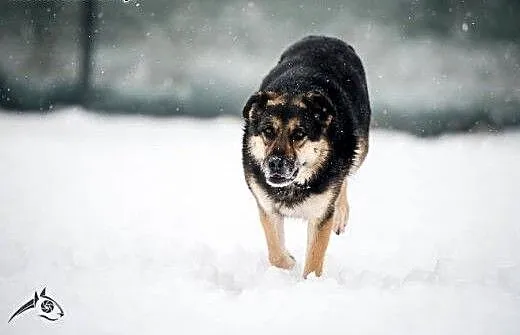 Leo - da ci tyle szczęścia,że to aż nie do wiary:)