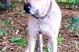 ZUZIA - kochana sunia, porzucona na działkach; do adopcji,  łódzkie Łódź, Łódzkie, Łódź