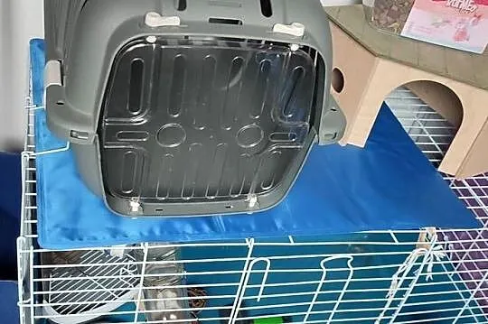 Sprzedam klatkę, drewniany domek transporter dla gryzoni
