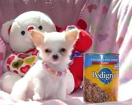Szczenięta Chihuahua z rodowodem ZKwP,FCI!