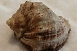 Muszla 3,8cm, 56 (Kreatywne)