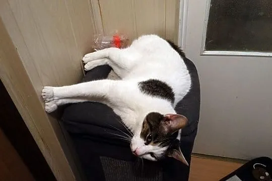 Olek kot z Teofilowa szuka domu, Łódzkie, Łódź