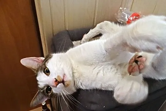 Olek kot z Teofilowa szuka domu, Łódzkie, Łódź