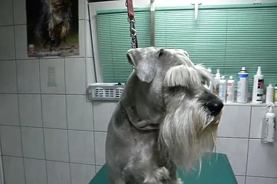 Salon Urody Psiej. Strzyżenie , trymowanie, rozcze